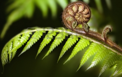 NZ School oversight of Māori in the house system