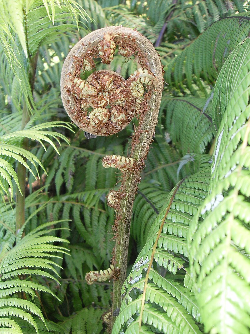 Social media and web usage for the Ikaroa Rāwhiti 1