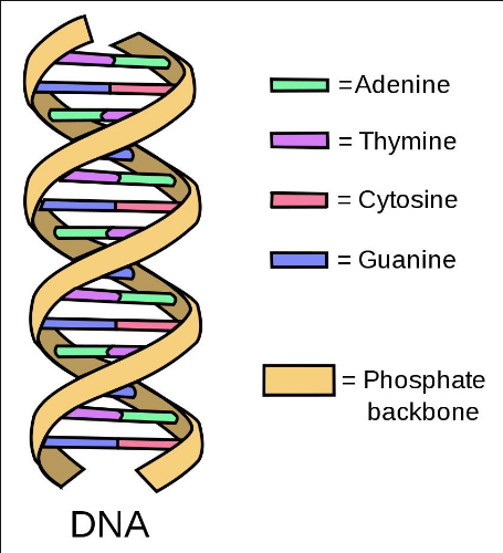 DNA